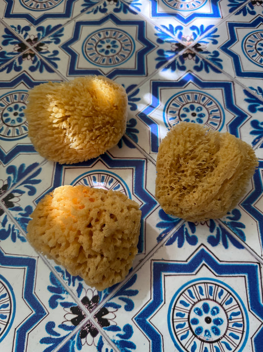 Natural Sea Sponge