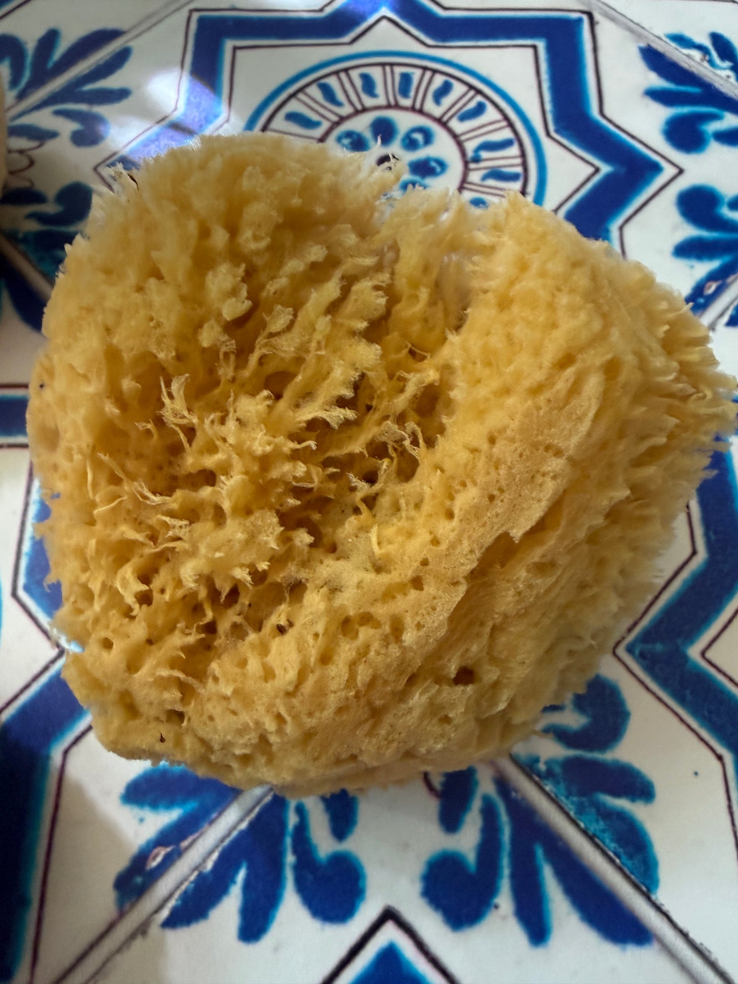 Natural Sea Sponge